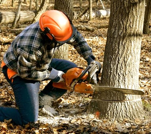 Tree Removal in Aberdeen, NC